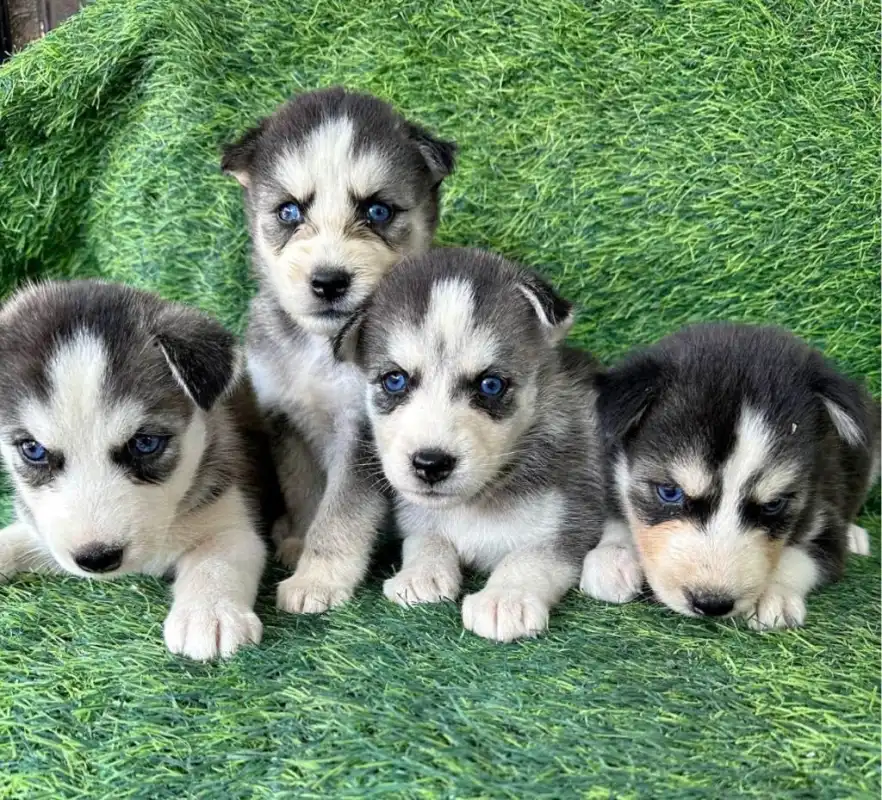 Cachorros en adopción