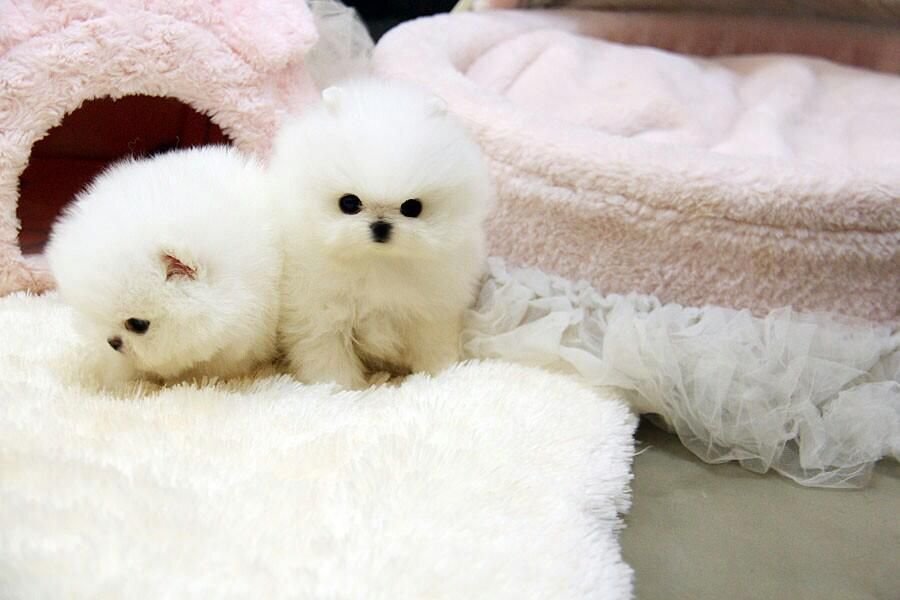 Regalo lulu pomerania