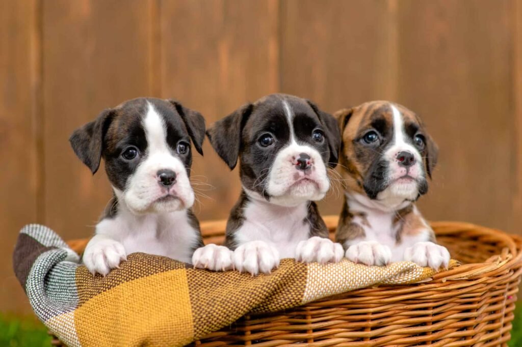 regalo cachorros