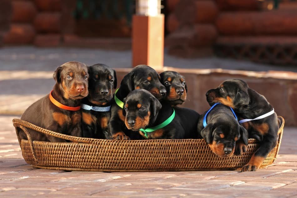 regalo cachorros urgente