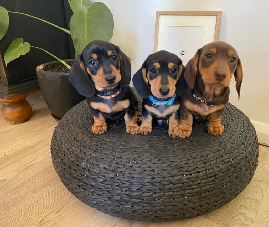 particulares que regalen cachorros de raza pequeña