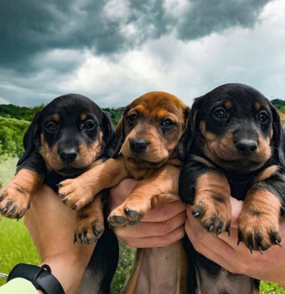 regalo perro