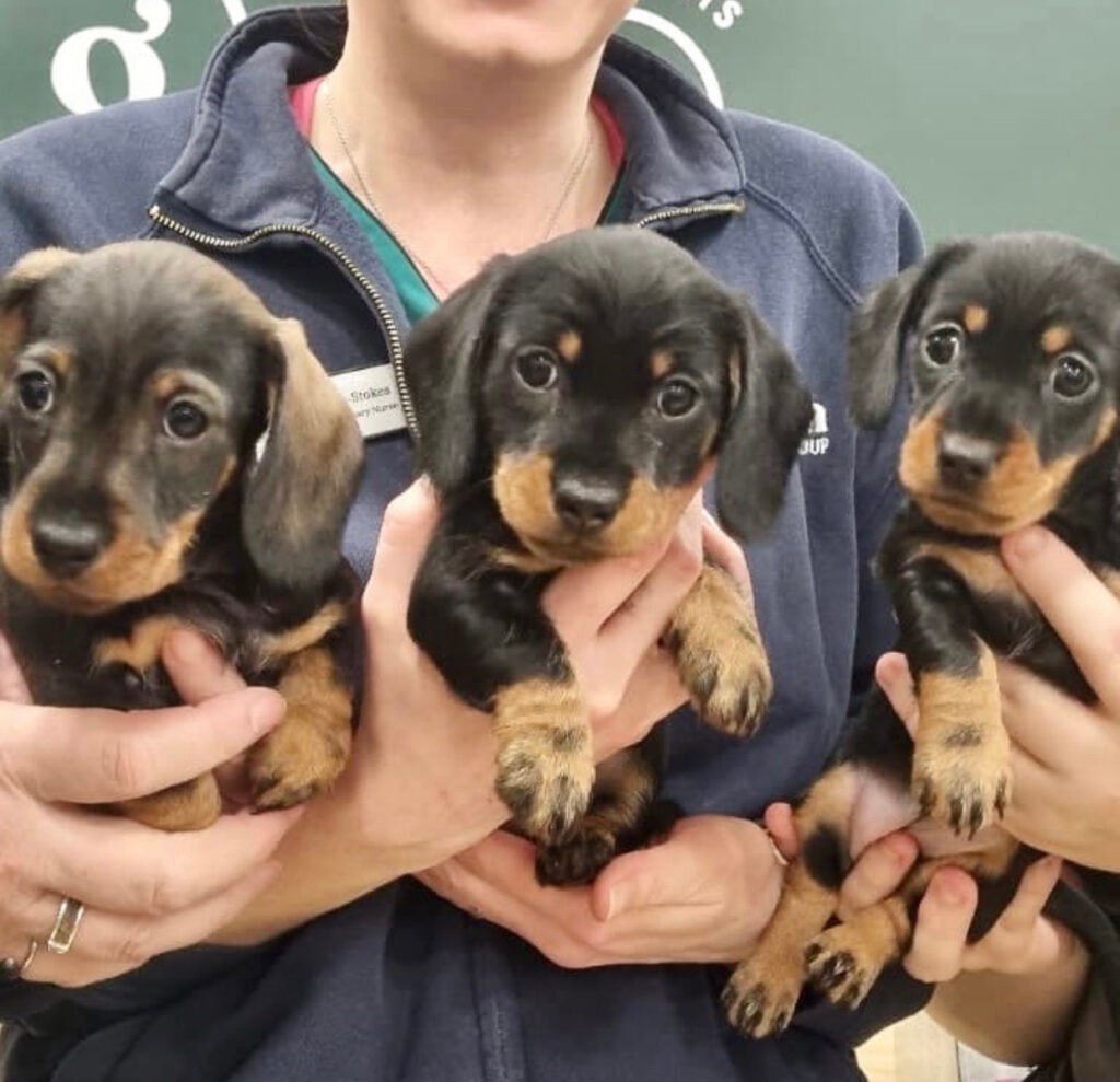 perros gratis de particulares