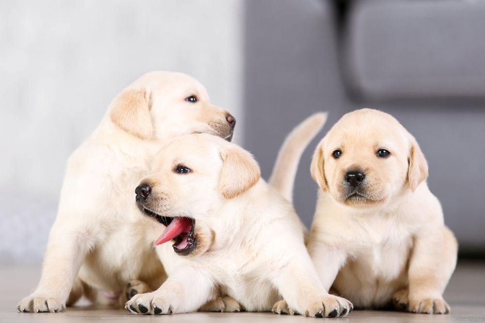 se regalan cachorros raza pequeña