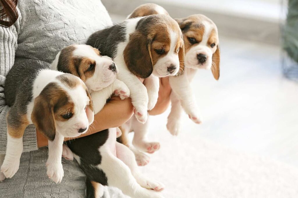 Cachorros de chihuahua