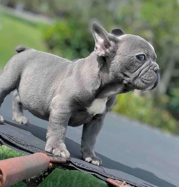 Cachorros en adopción