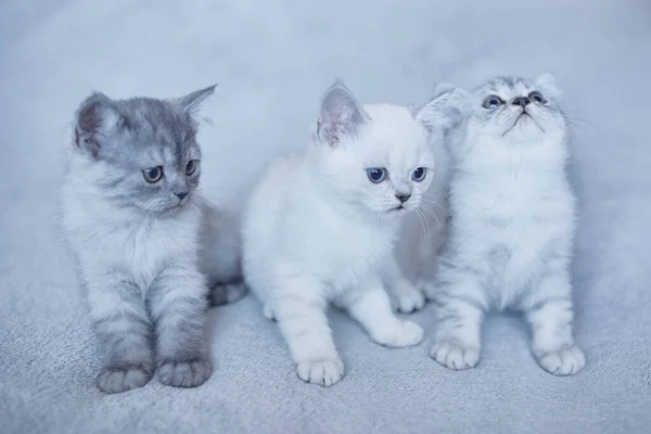 Gatito en adopción