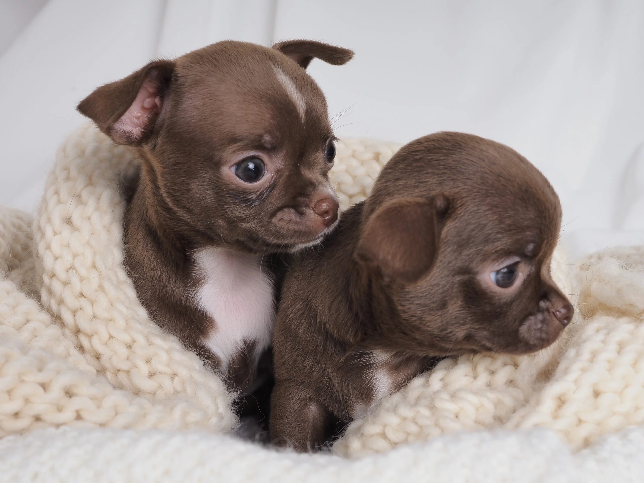 Cachorros en adopción