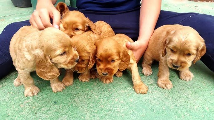 Cachorros en adopción