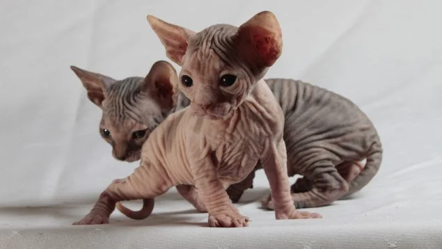 Gatito en adopción