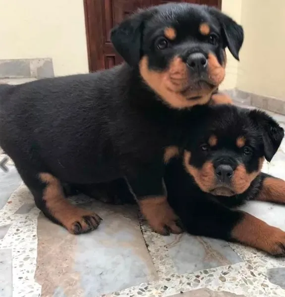 se regalan cachorros raza pequeña